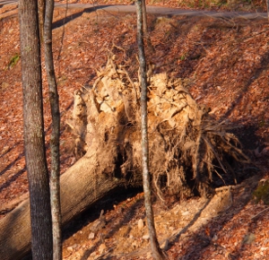 [Side view of roots of a toppled tree.]